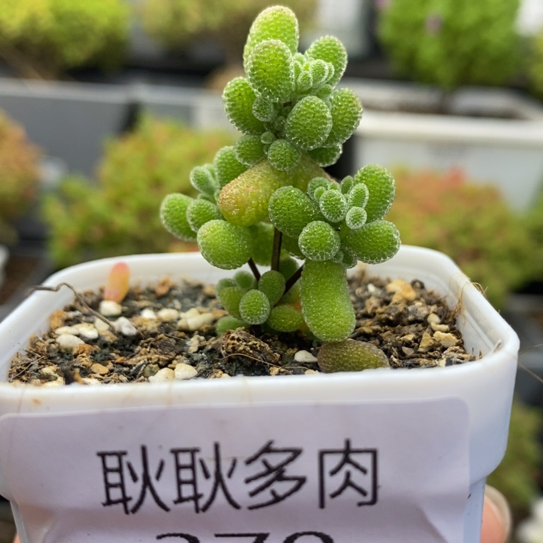 370号优选翡翠多肉