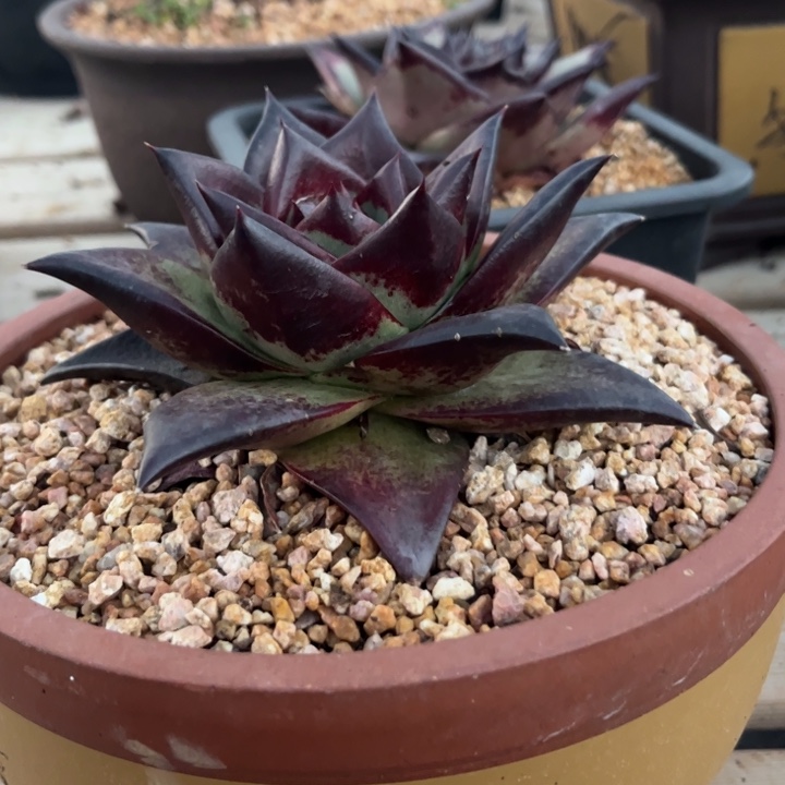 天鹅谨外翻叶全满背1111