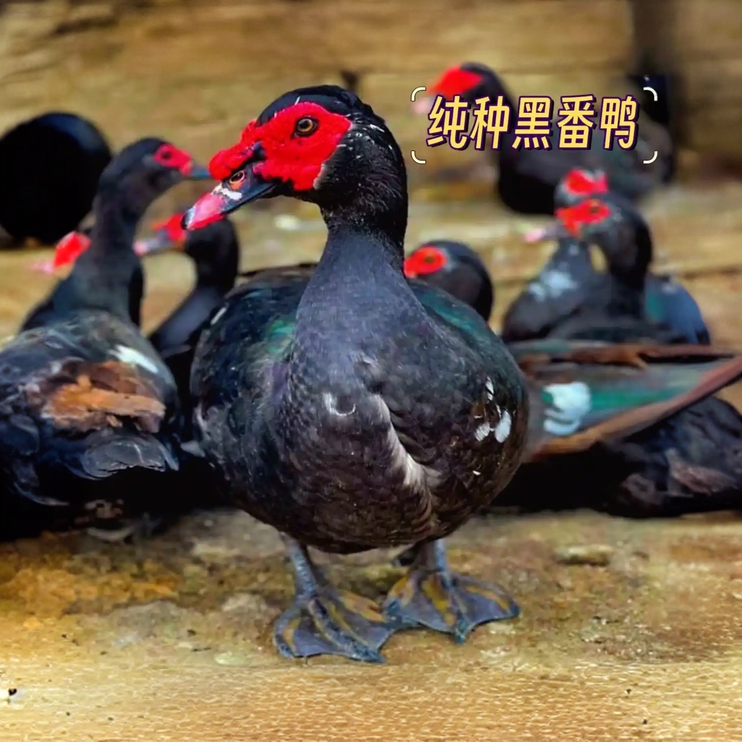 黑番鸭白番鸭红鼻鸭腌肉零食
