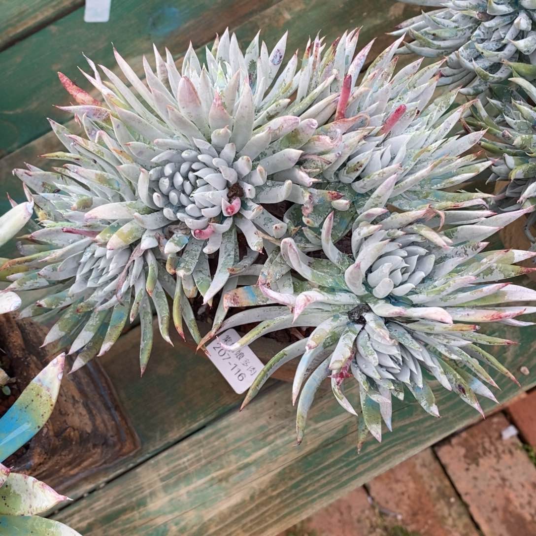 116号奴婢吉娜粗腿子