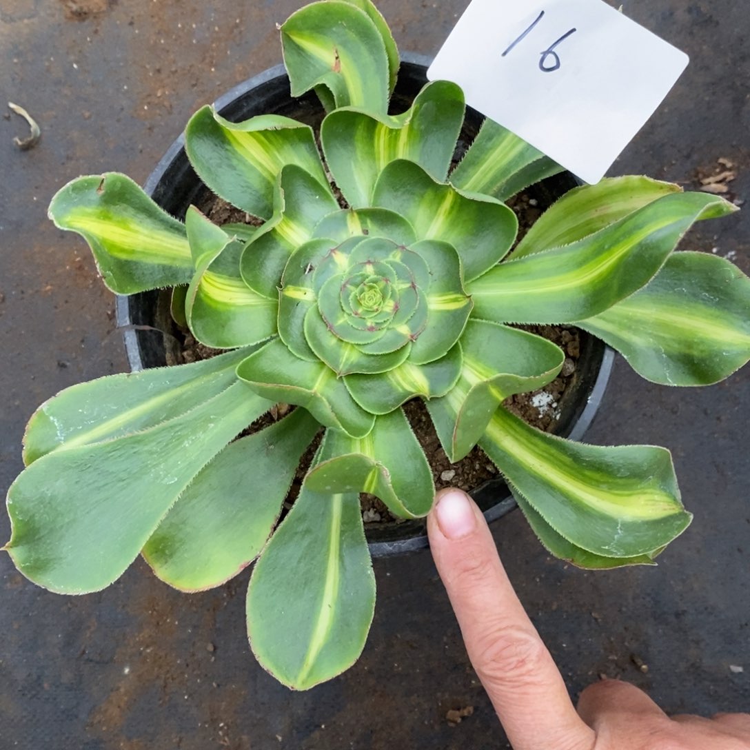 16暴君多肉植物保护