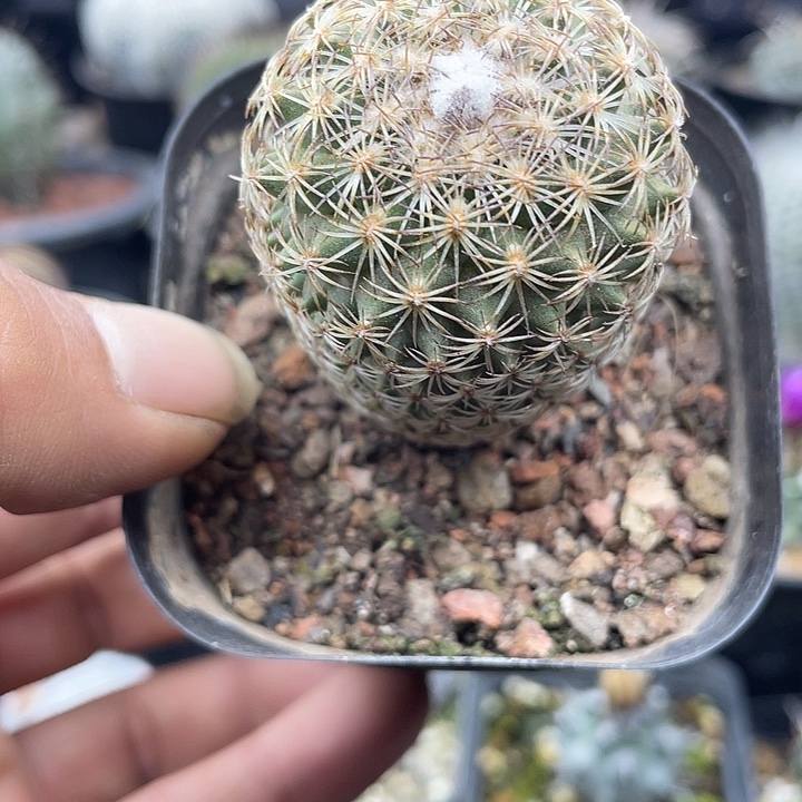 伊莎贝拉一颗包邮