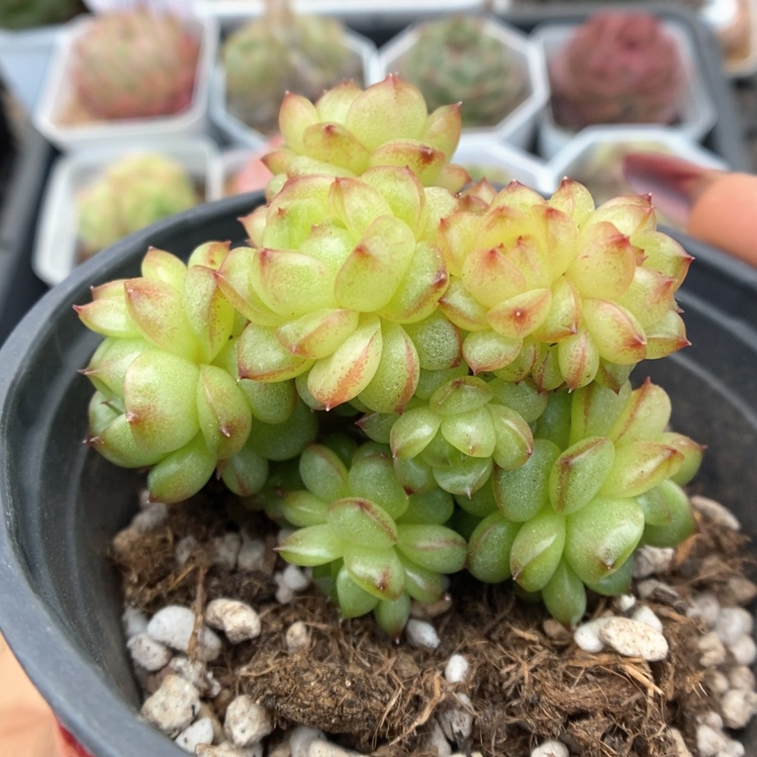 灯泡珍妮无砍群生364号