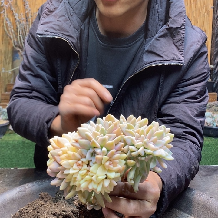 肉***司426 号淡雪多肉植物