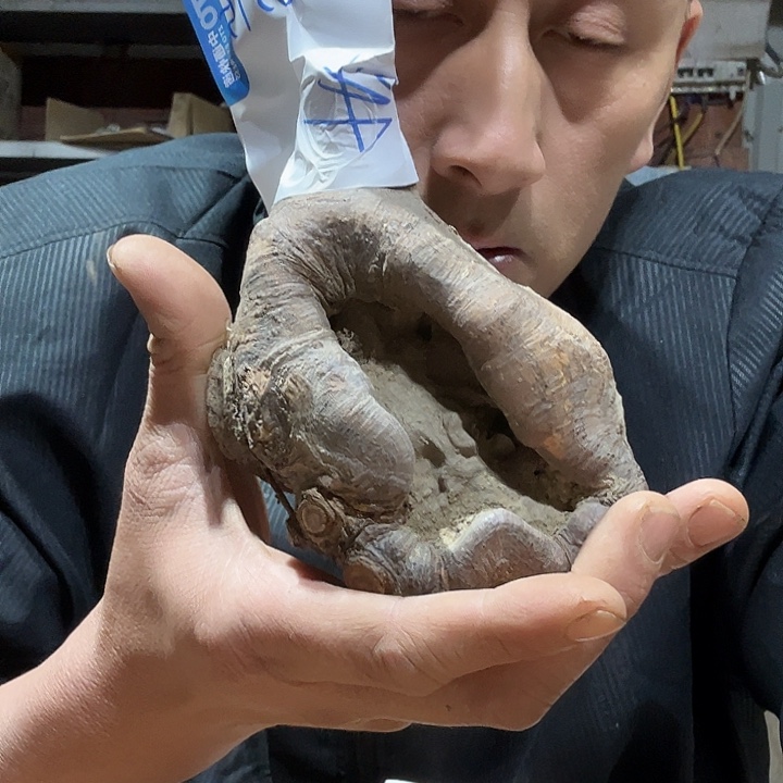 无花朵安徽小叶榔榆