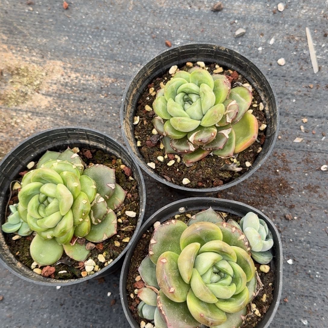 26-35皮艾拉珍妮特殊种三颗量拍发货