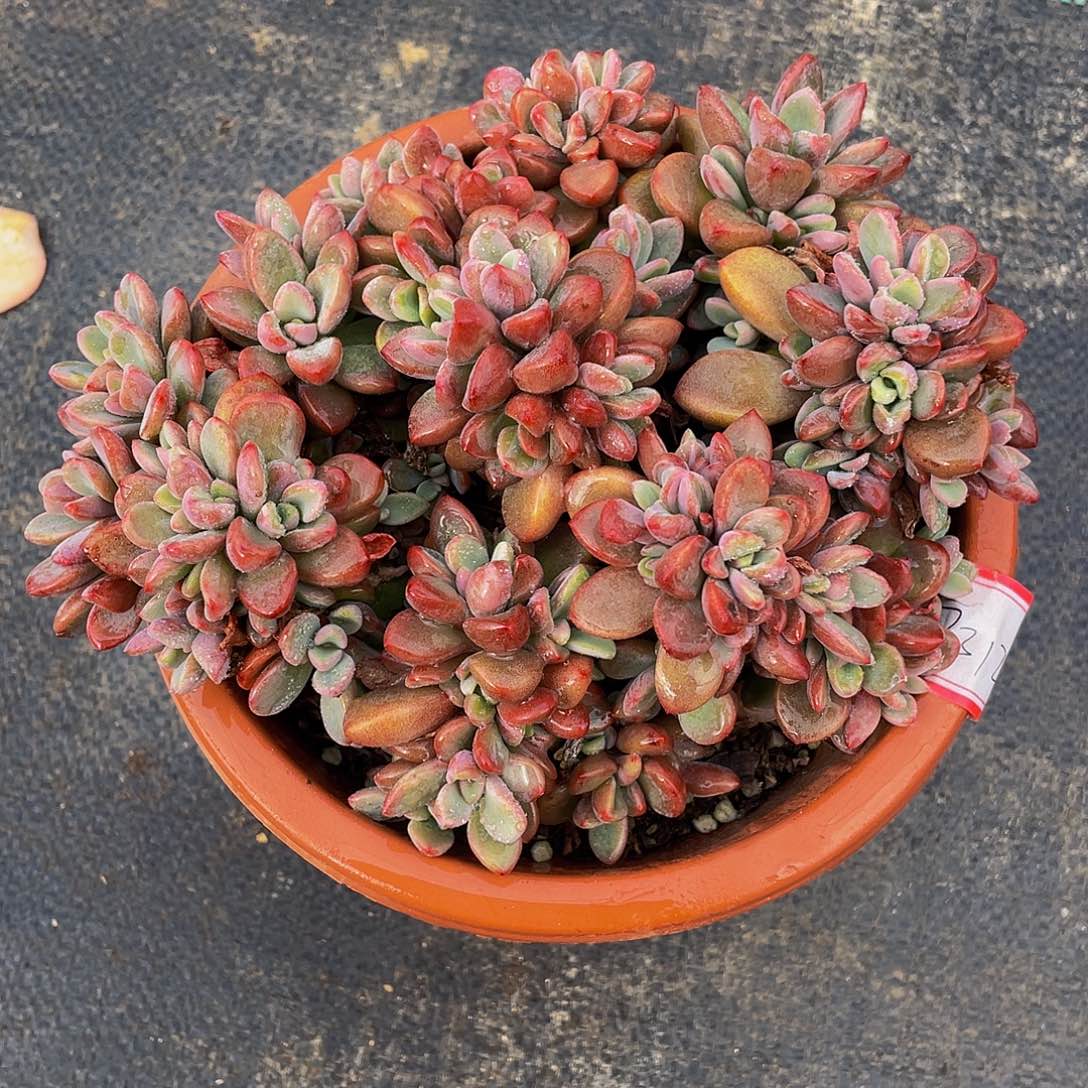 紫心多肉植物群2312