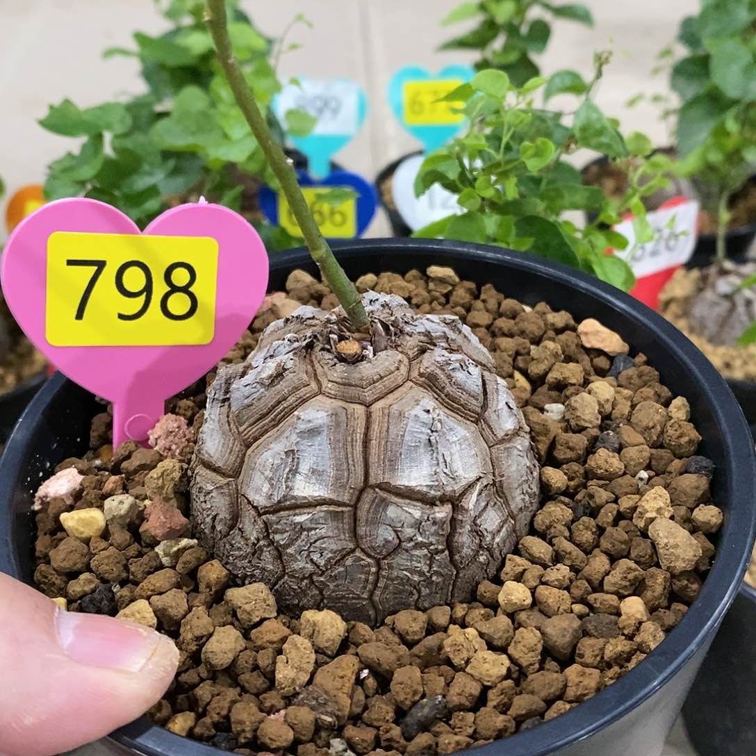 南非龟甲龙龟甲龙