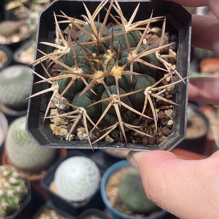 实生光琳玉仙人球一颗