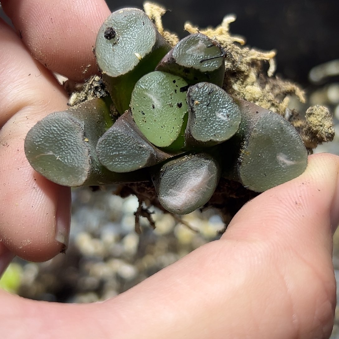 望乡万象十二卷多肉植物满