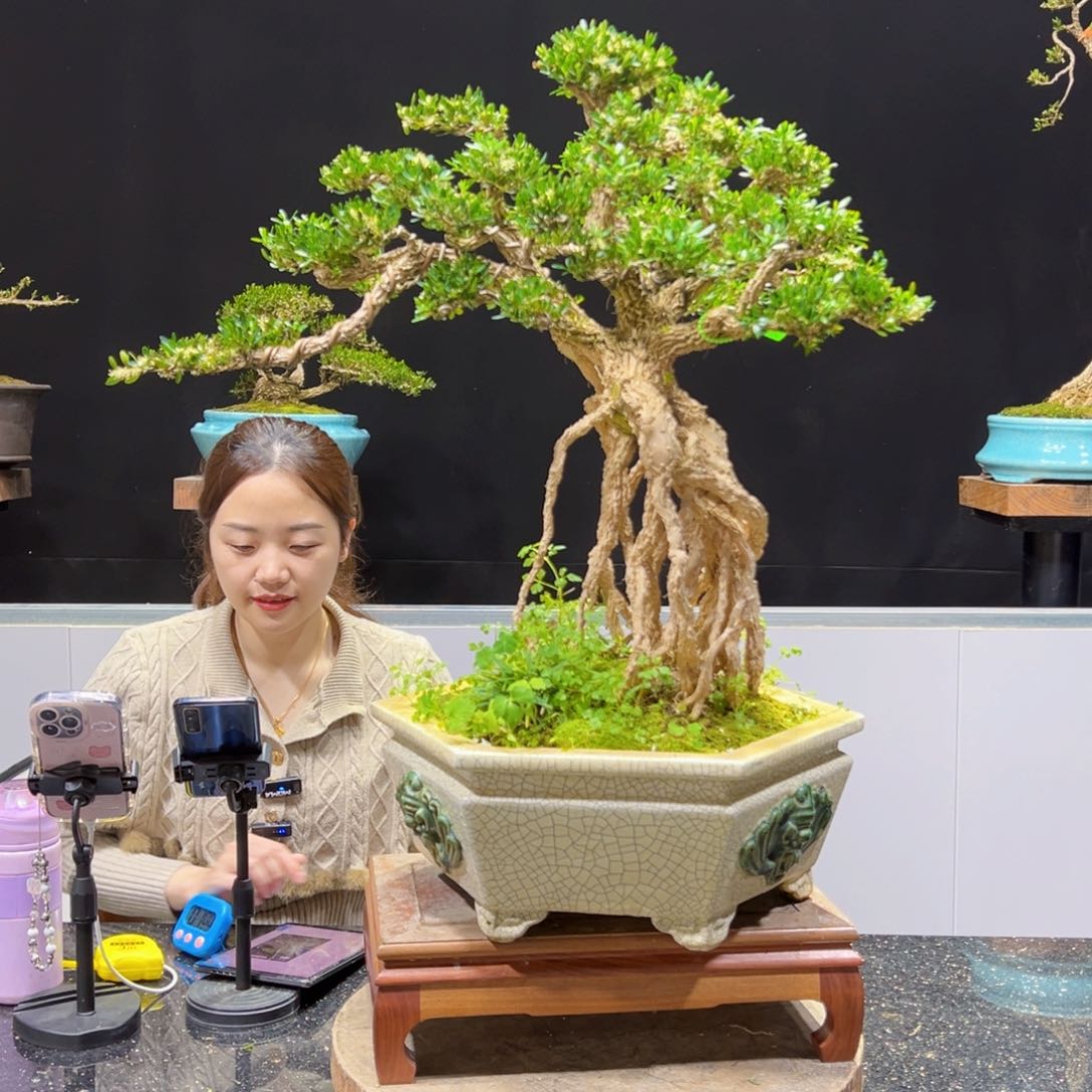 四季常青老桩黄杨盆景