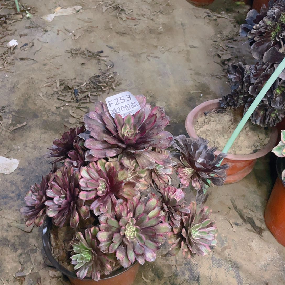 253紫霞仙子多肉