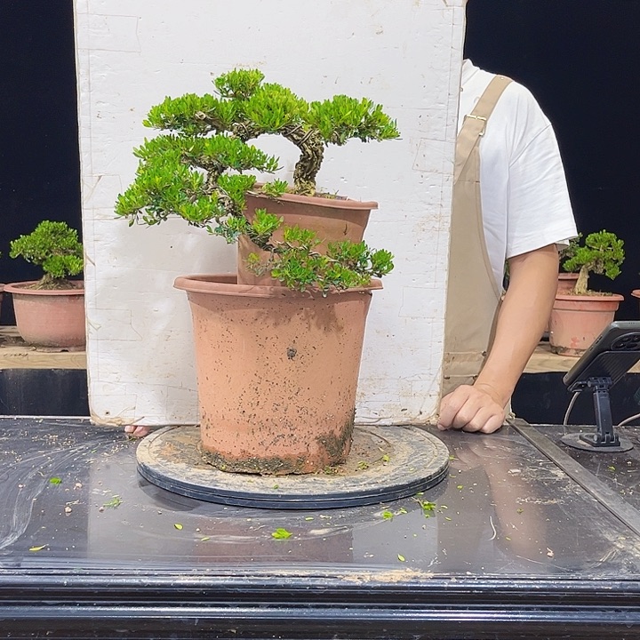 无花朵黄杨盆景四季常青