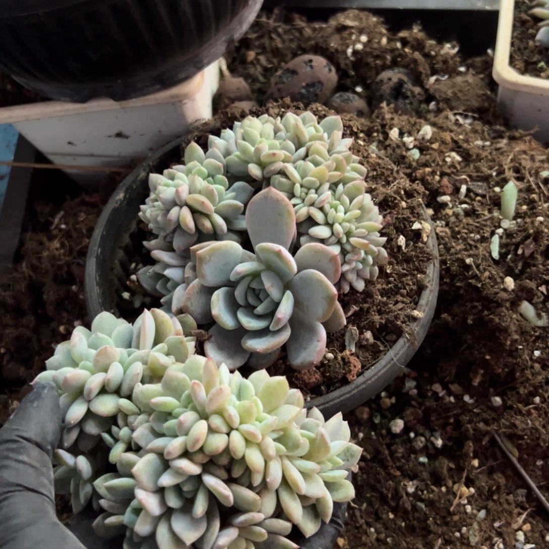 梨***笑缀化缀化呀呀呀呀呀呀呀呀