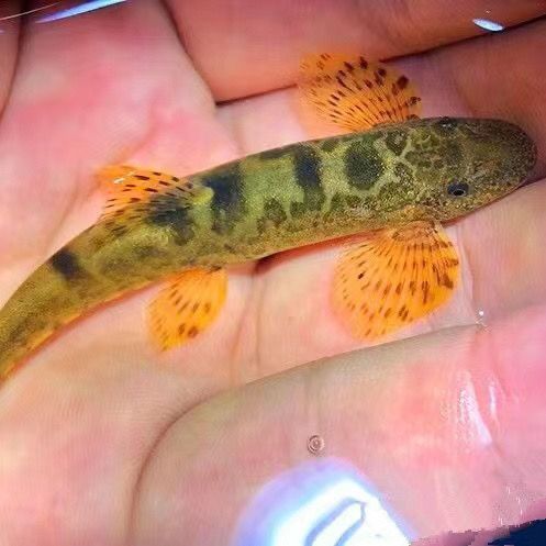 缨口清洁鱼淡水鱼清道夫樱口鳅原生缨口鳅吃垃圾擦玻璃鱼工具鱼