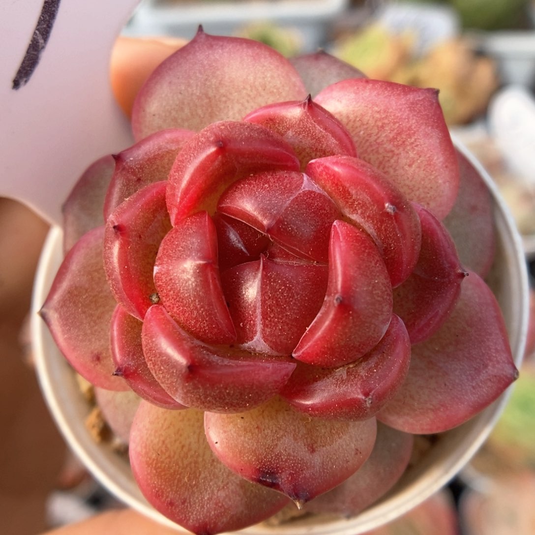 宝石心珍妮可拍503号。 