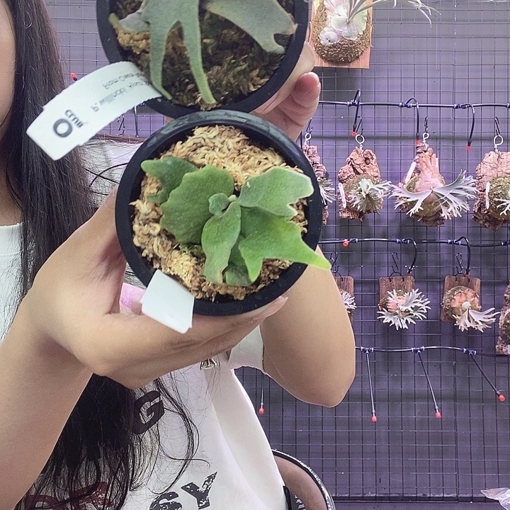 无花朵月神和阿斯拉