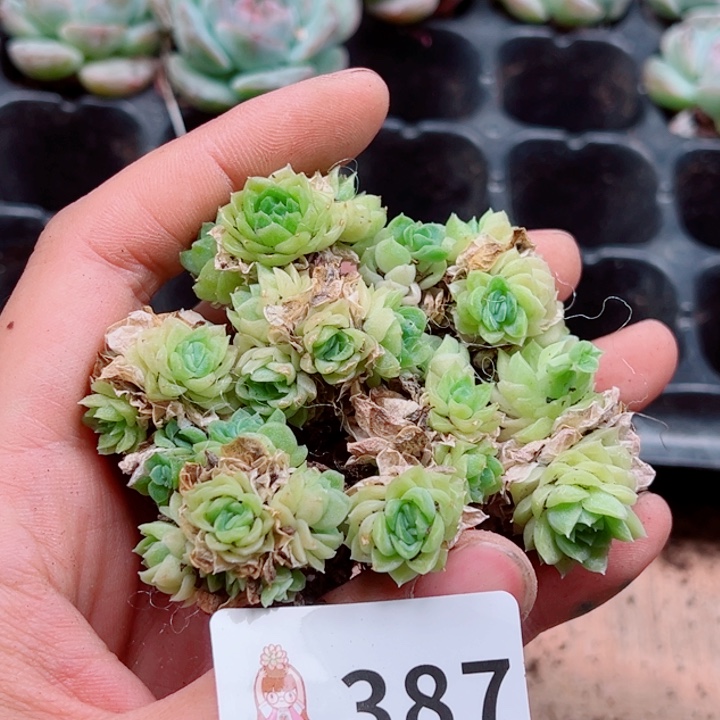 多肉植物多肉植物