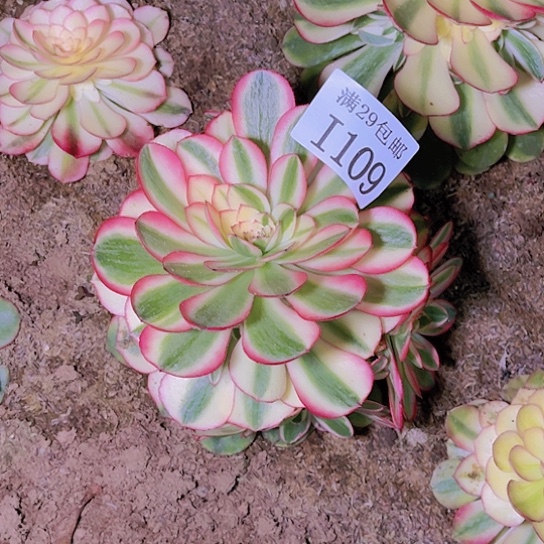 1109荔枝多肉植物