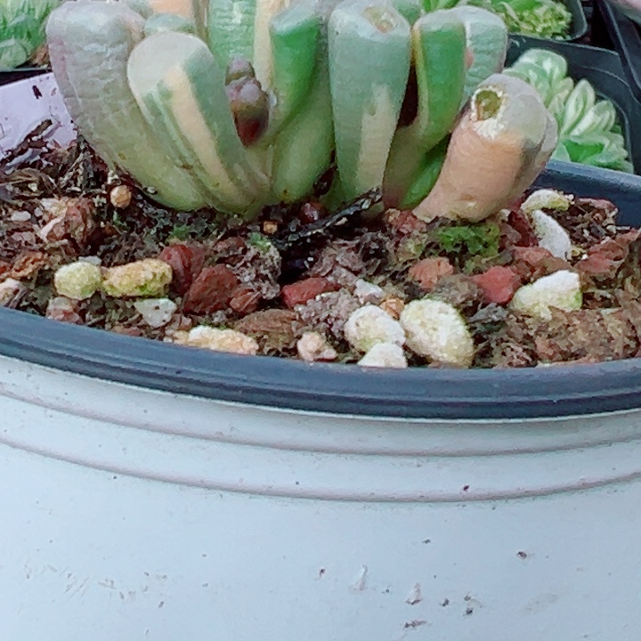 五十铃五锦多肉植物1282