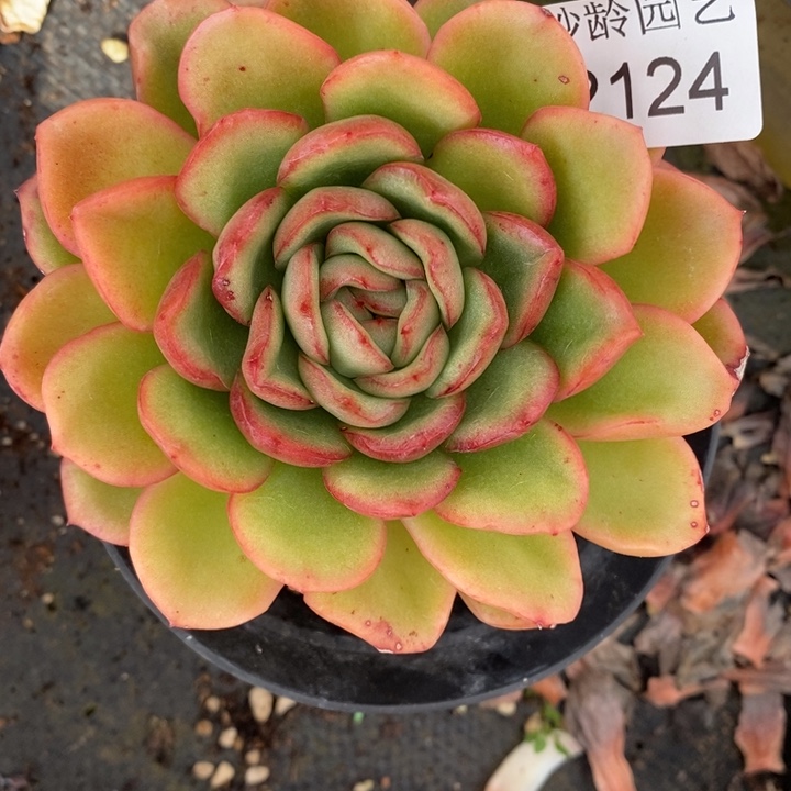 汤***师2124杂交老桩基地～10厘米