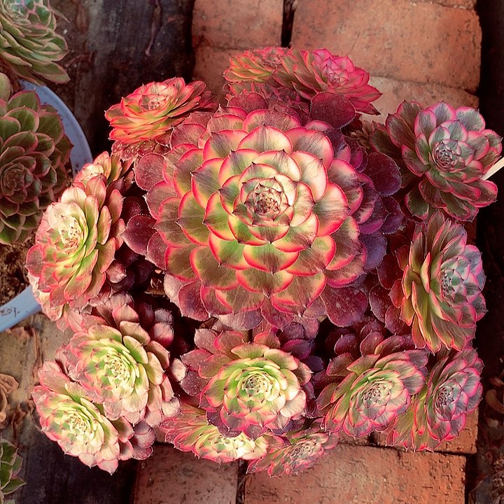 烟花的，多肉植物