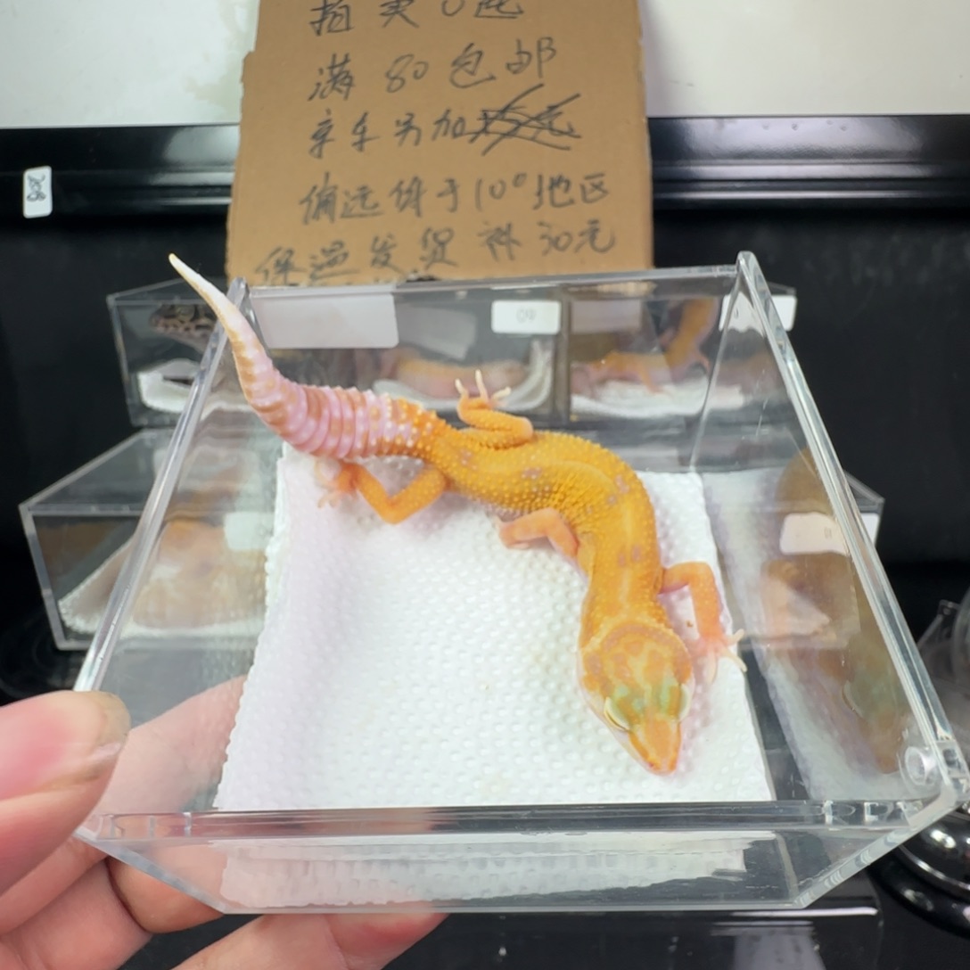 豹纹守宫暴龙妹妹