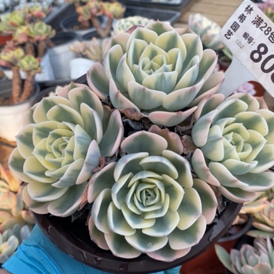 808一一一一一一一一一一一