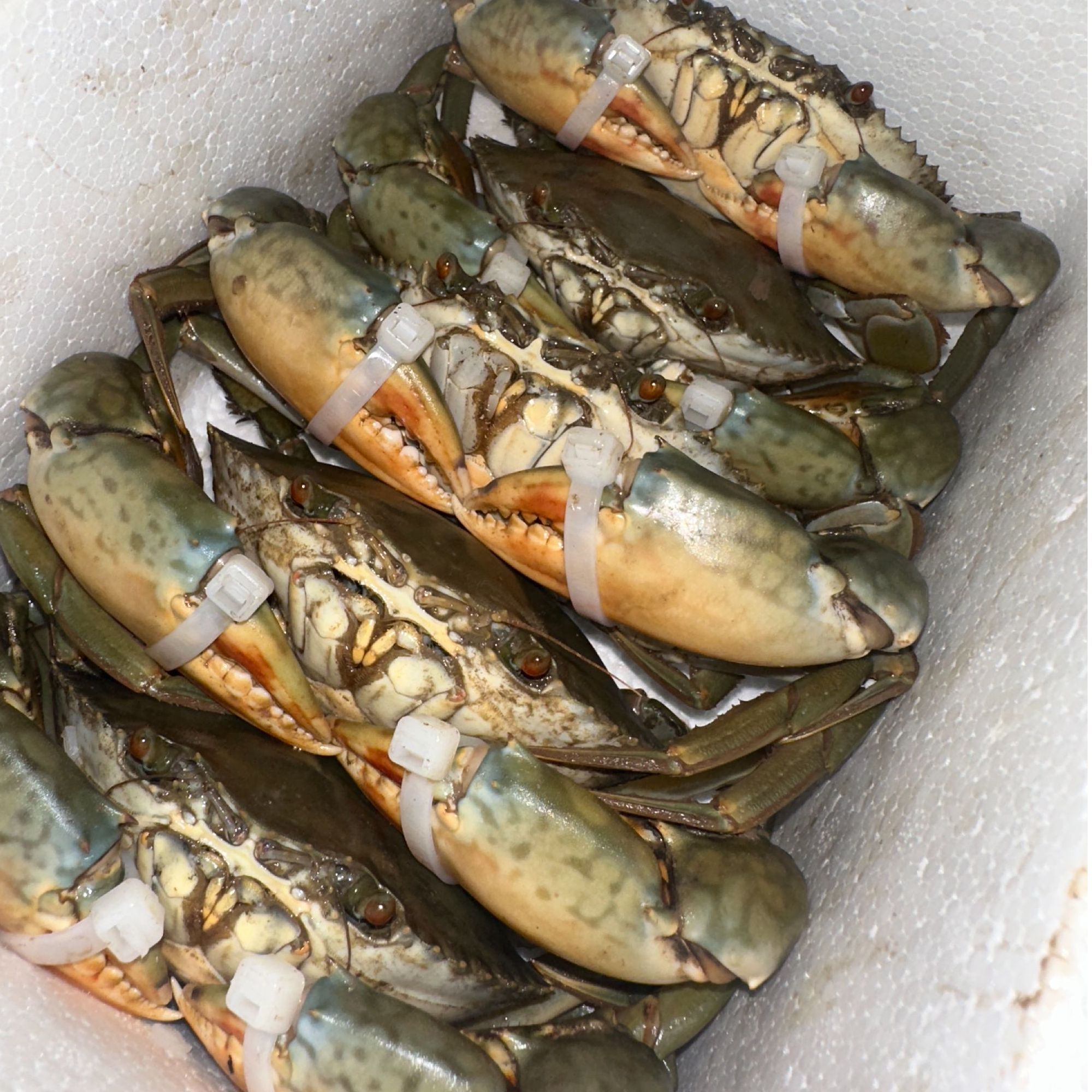 【现称现改价2】正宗三门青蟹3只起拍顺丰到家公蟹母蟹活蟹活发批发