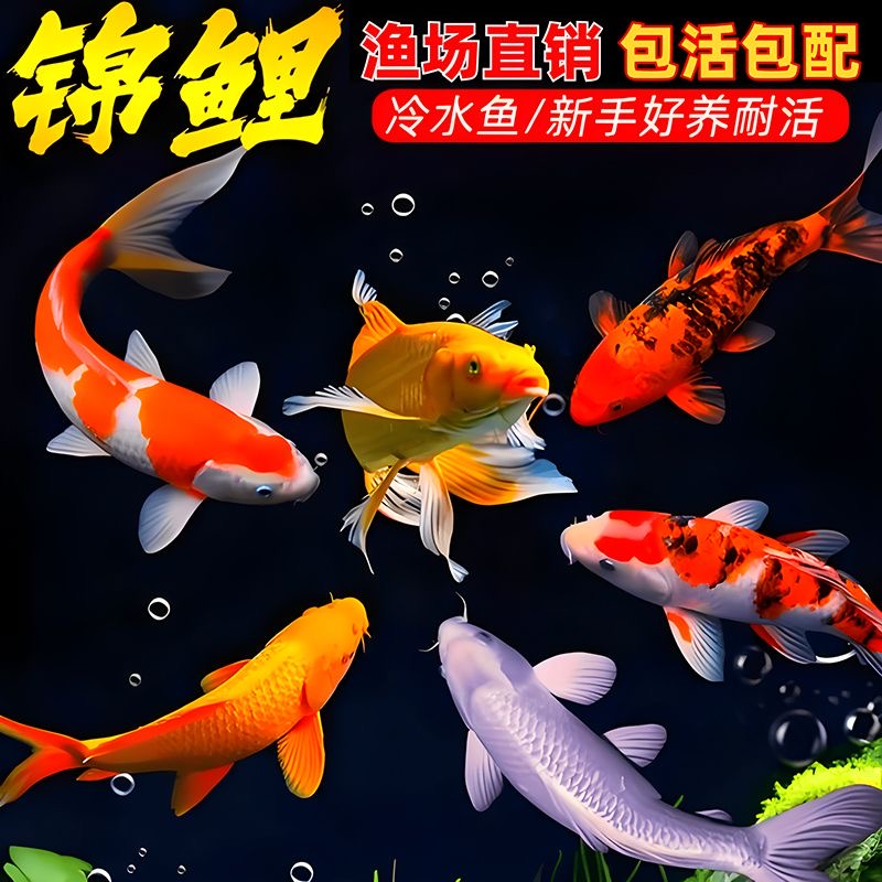 【白牌】锦鲤鱼活体冷水淡水鱼苗观赏鱼好养耐活渔场直发鱼5-35cm