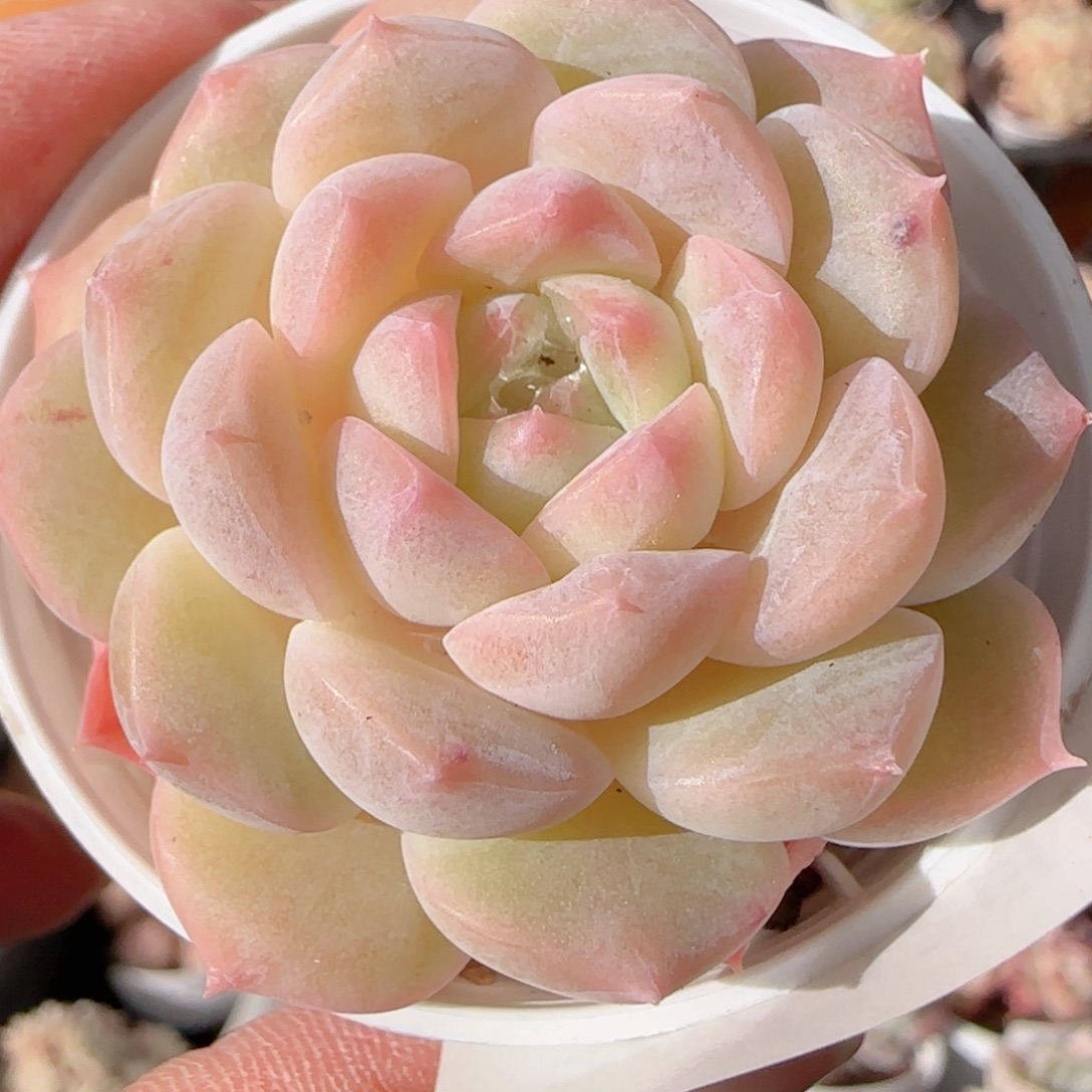 花语多肉1211-306溏心