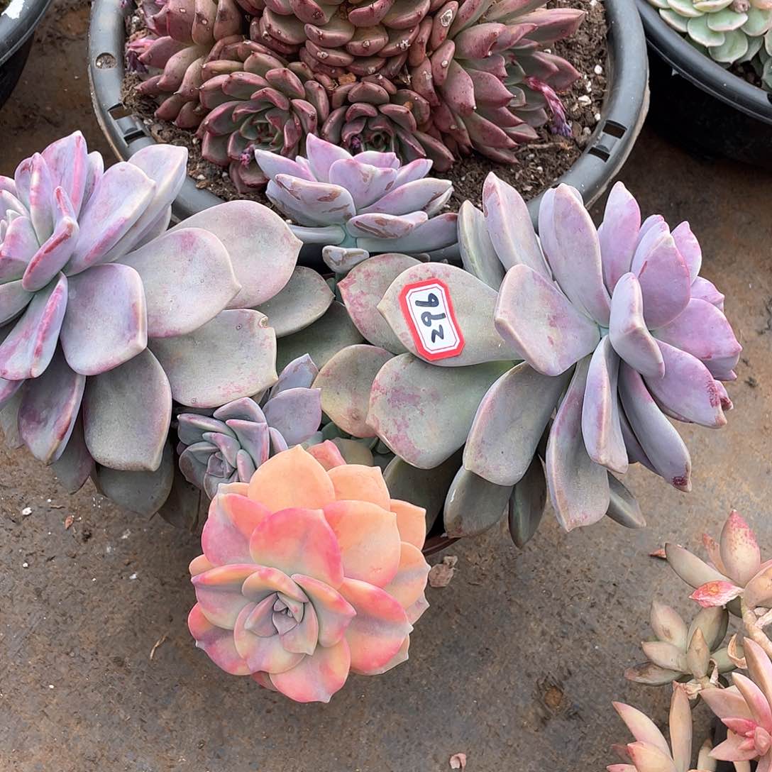 296紫乐锦 一物一拍多肉