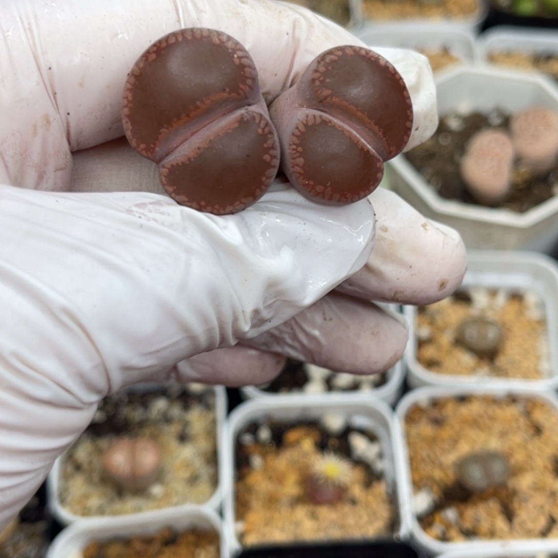 多肉植物一物一拍10