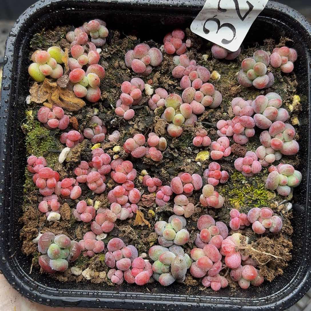 多肉植物多肉植物323