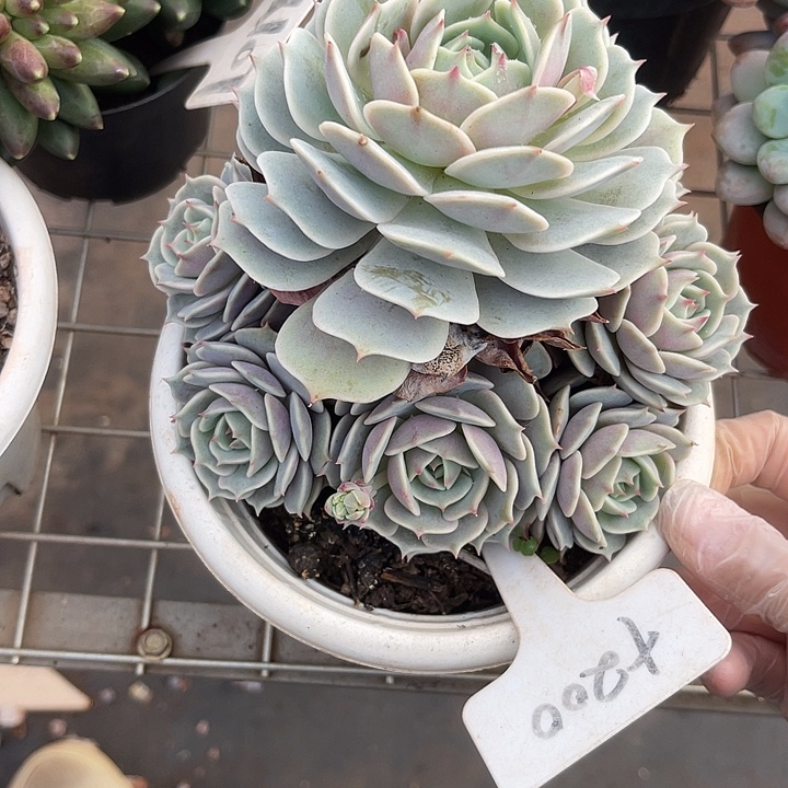 两单包邮，一物一拍200露娜莲