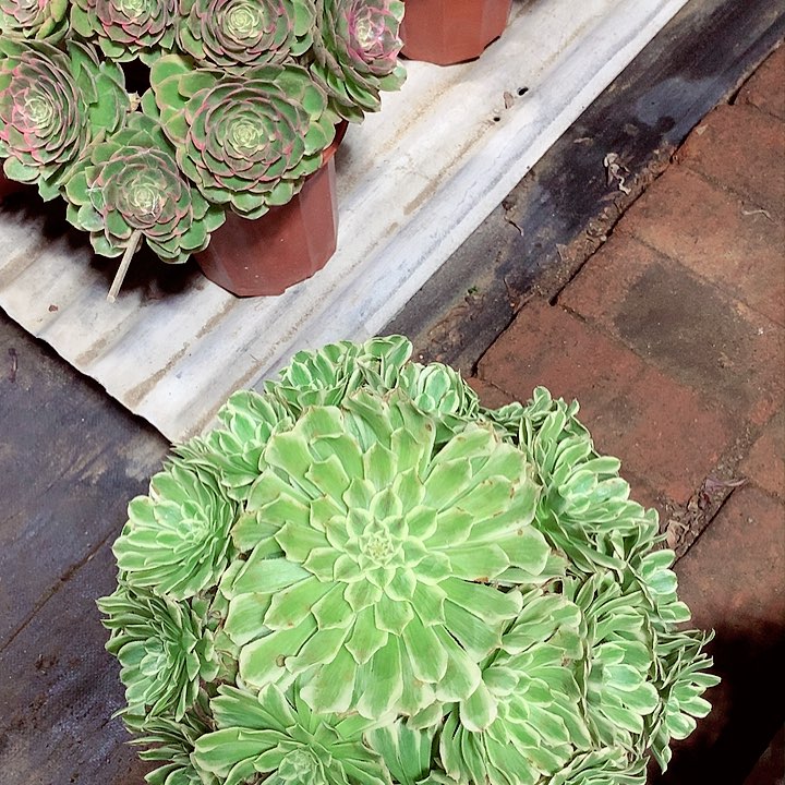 白月光，多肉植物