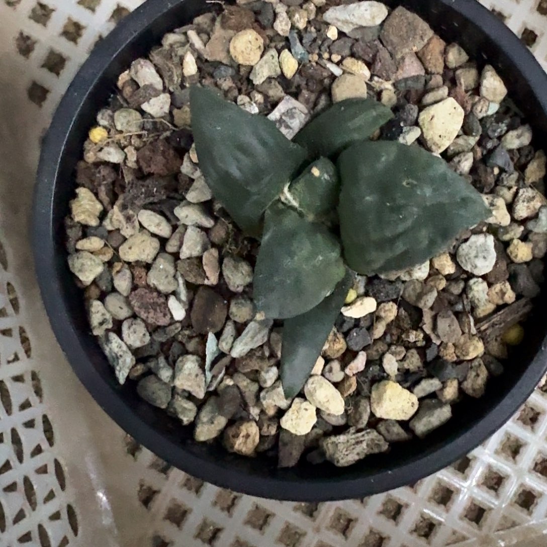 L***L实生怒涛仙人球仙人球