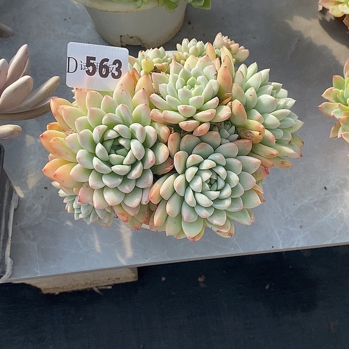 仰***空563奶油美人多肉植物