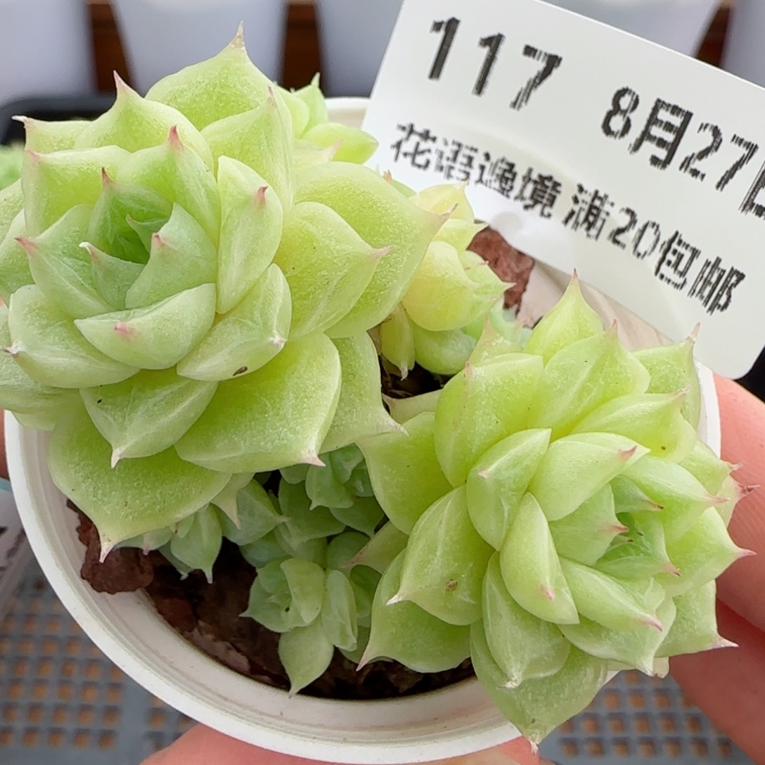 花语逸镜0827-117散