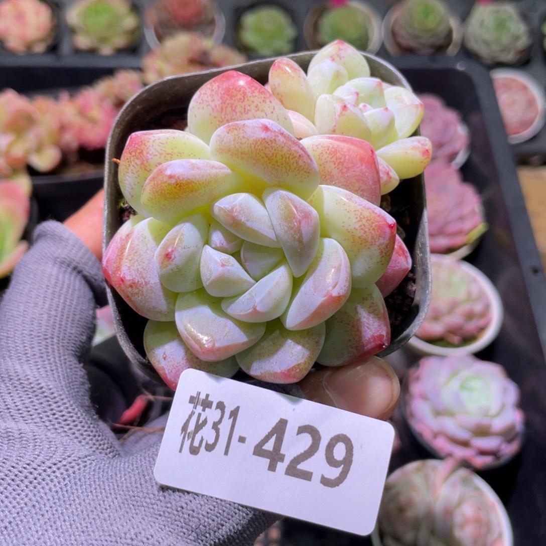 花利美31-429冰玉