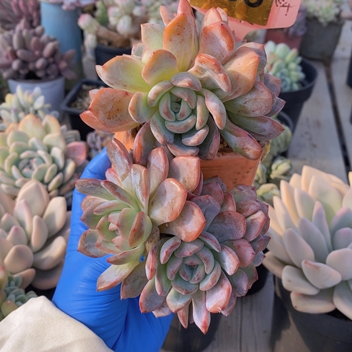 235全明星悬崖桩6头111