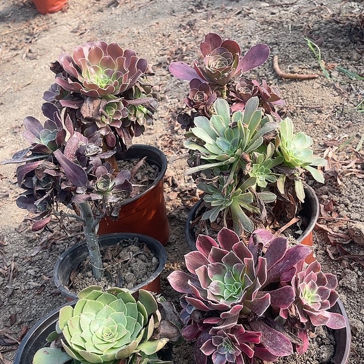 六棵花花花花六棵