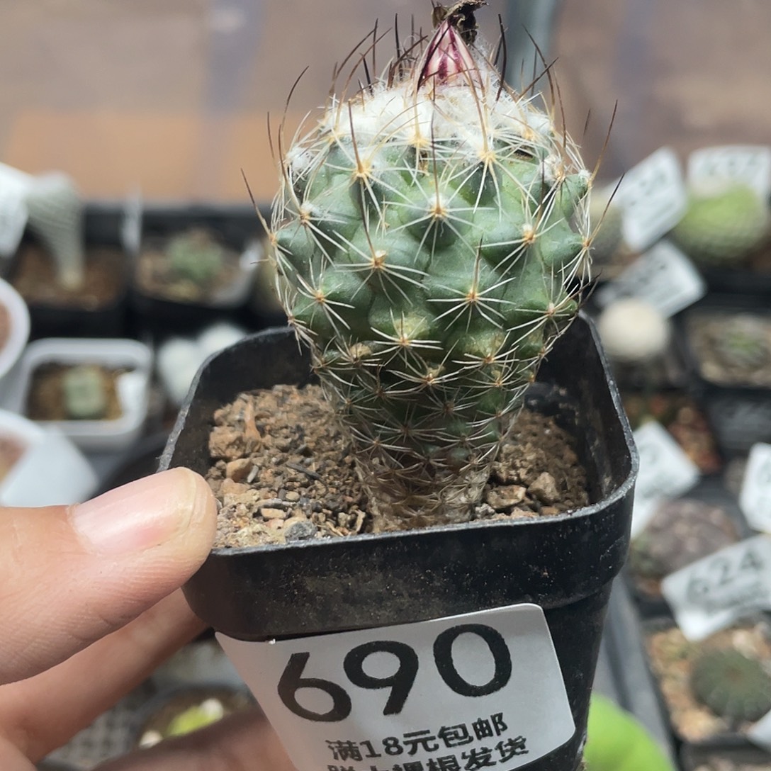 690内里纱仙人球植物
