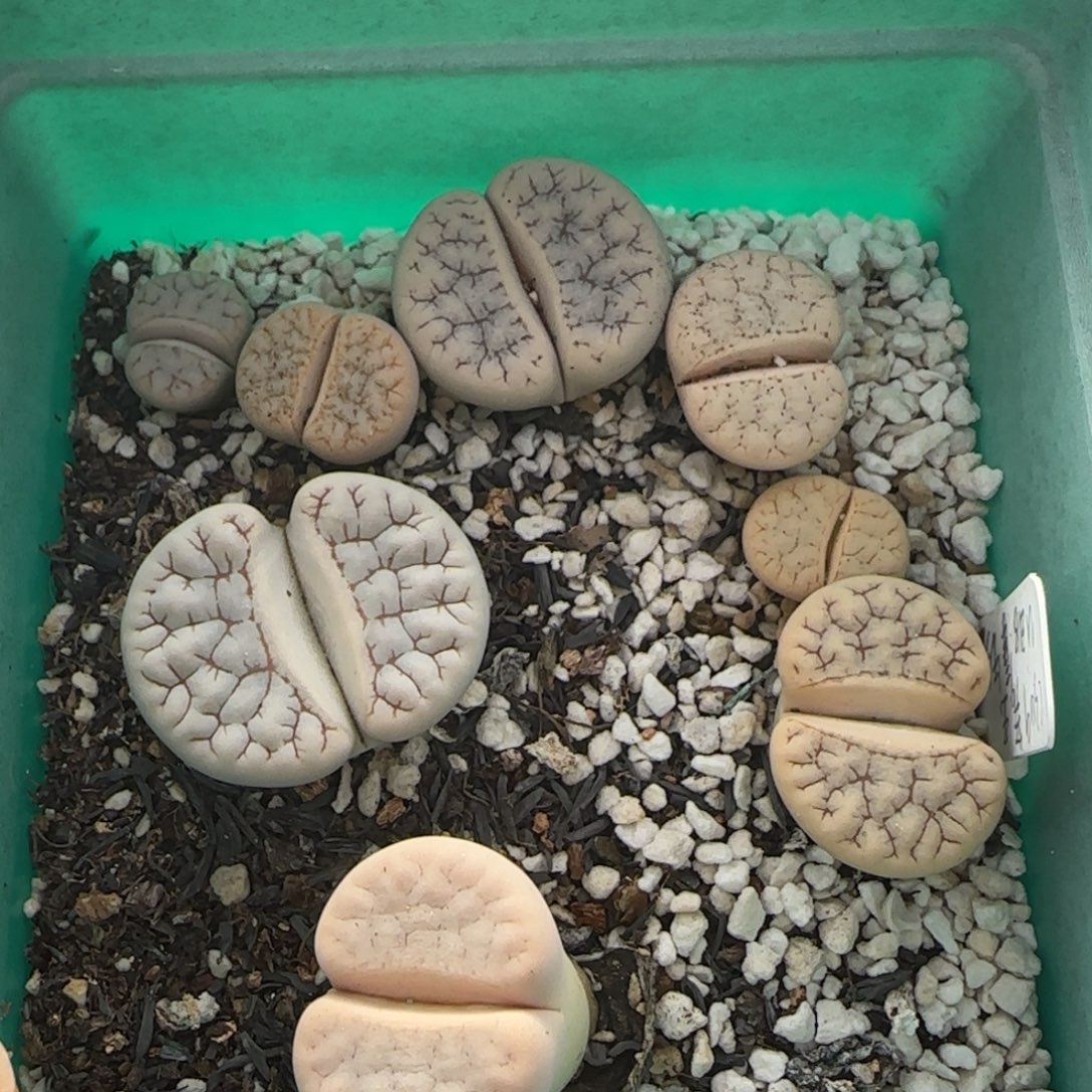 12.6。爱萌多肉清货。 清盒荒。 2010