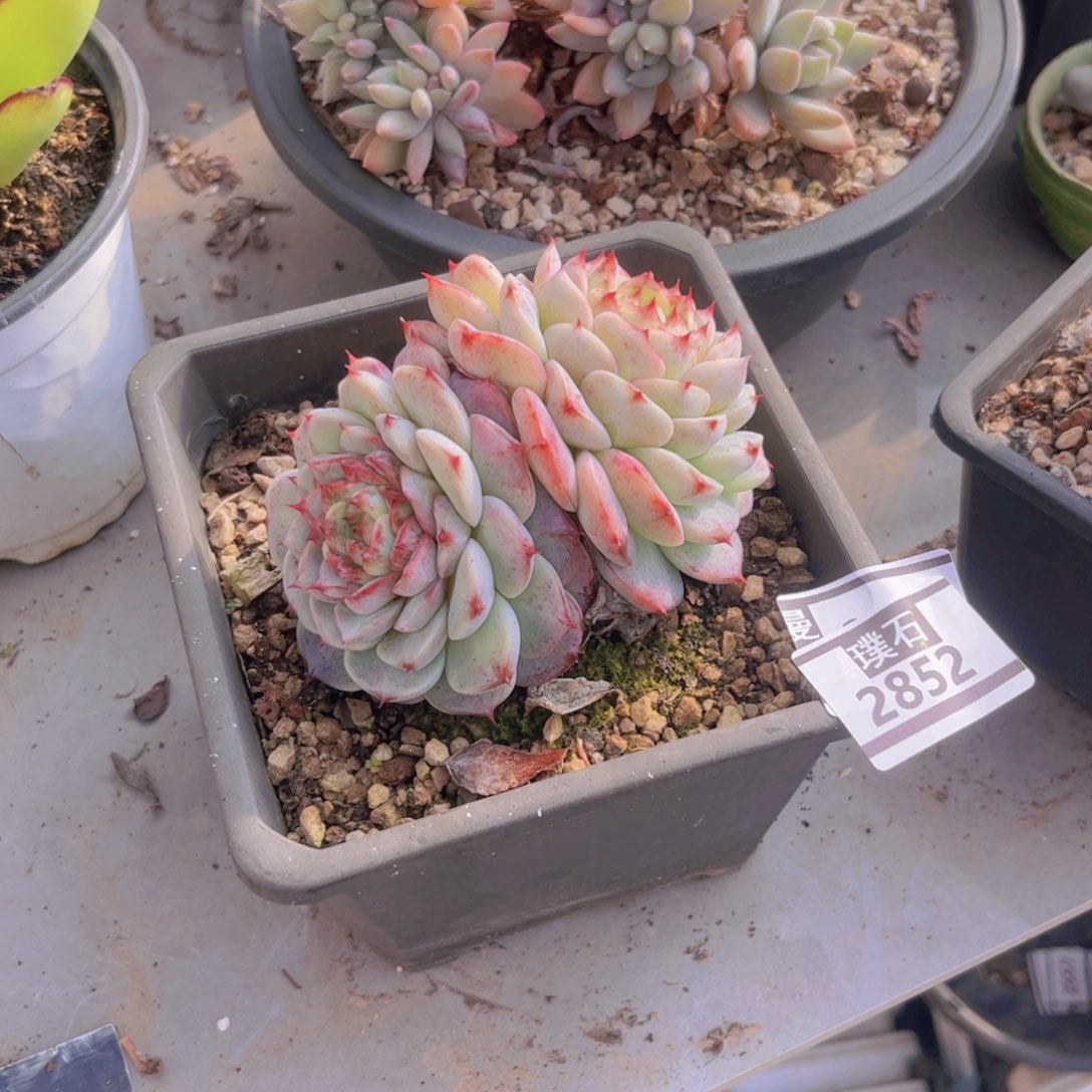 天鹅绒多肉植物2852