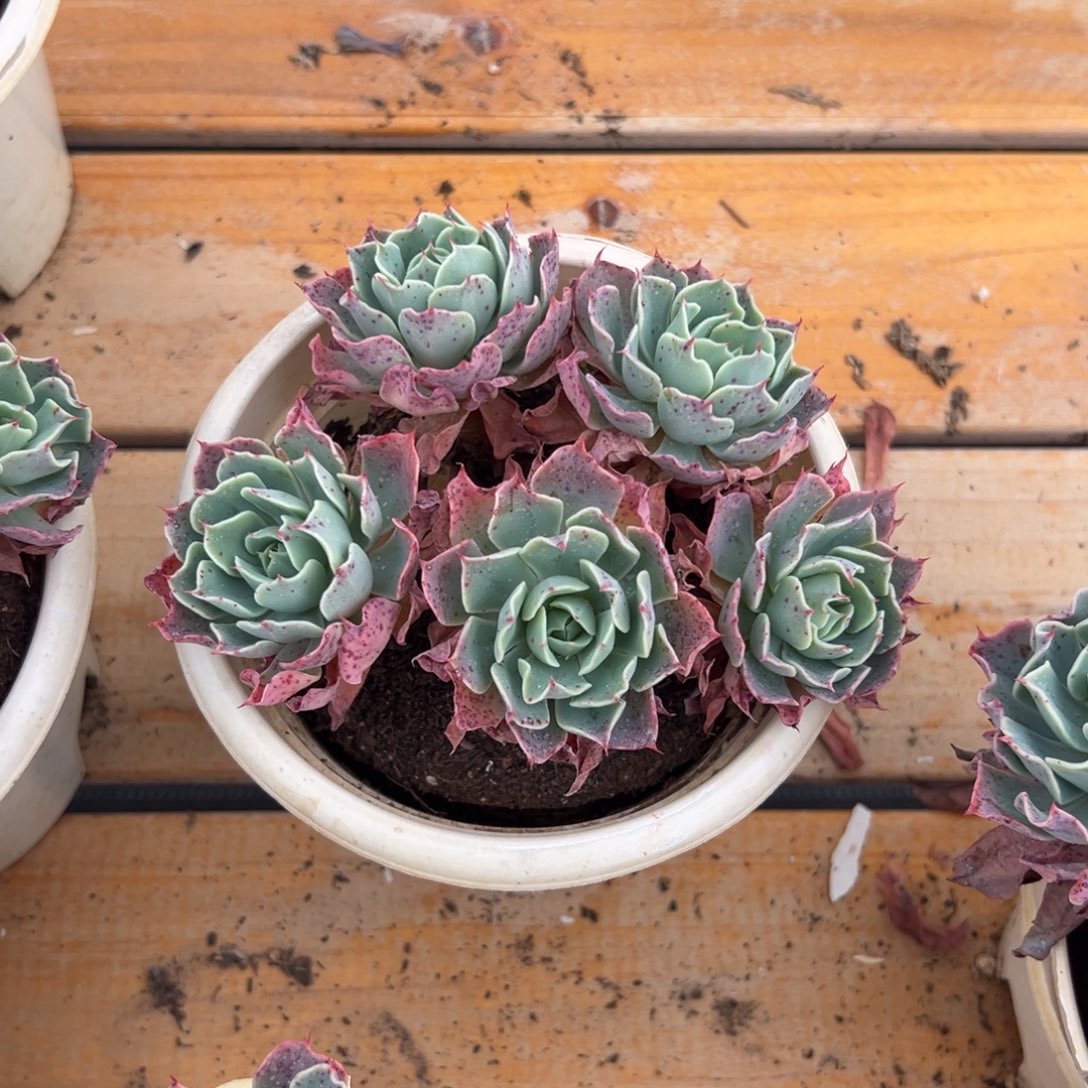 多肉老桩多头海啸【非偏远满18包邮】