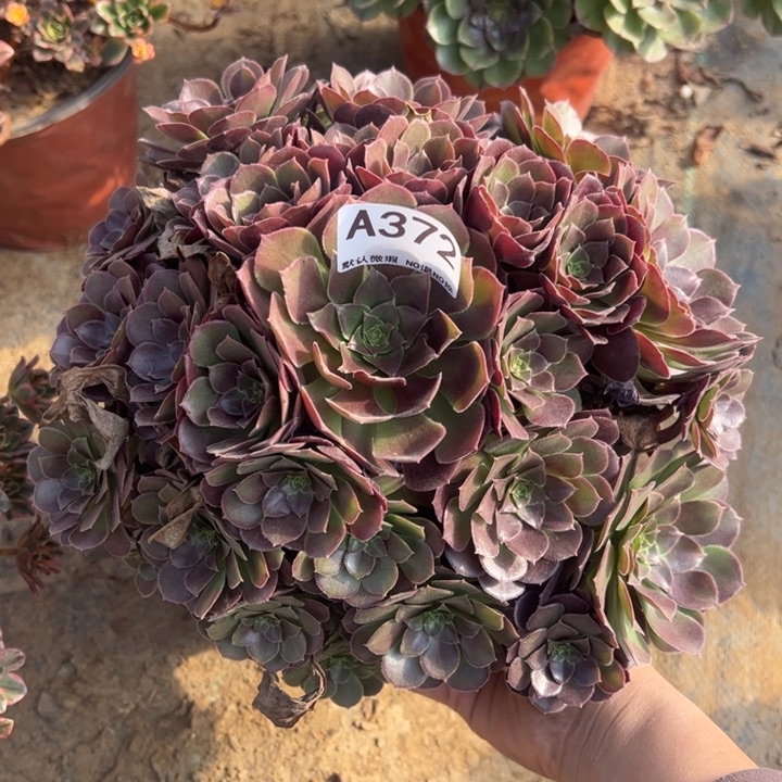 荷兰玫瑰多肉植物372.