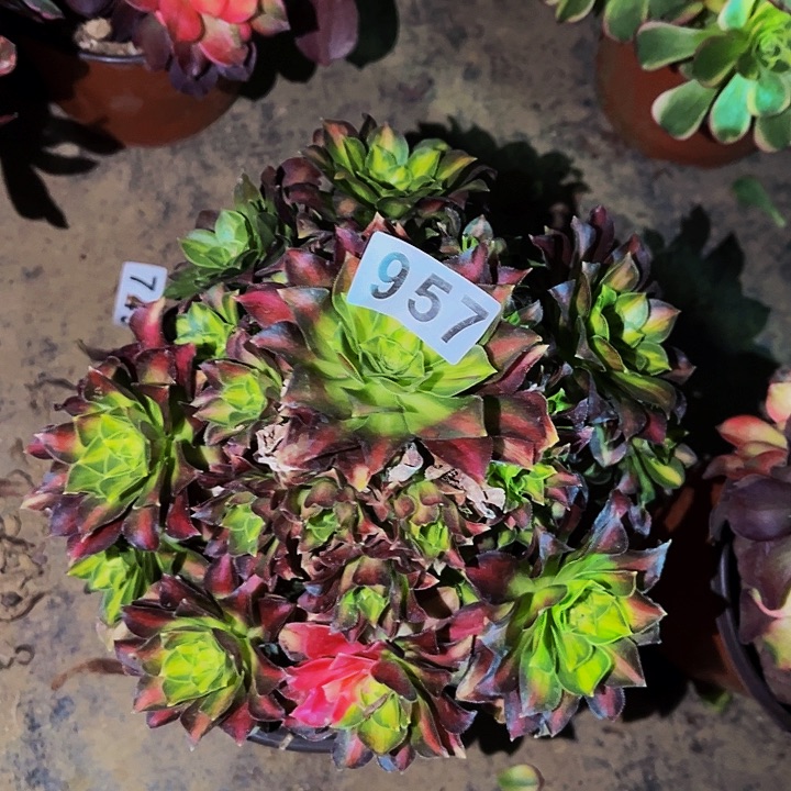 957韶华多肉植物处理不售后