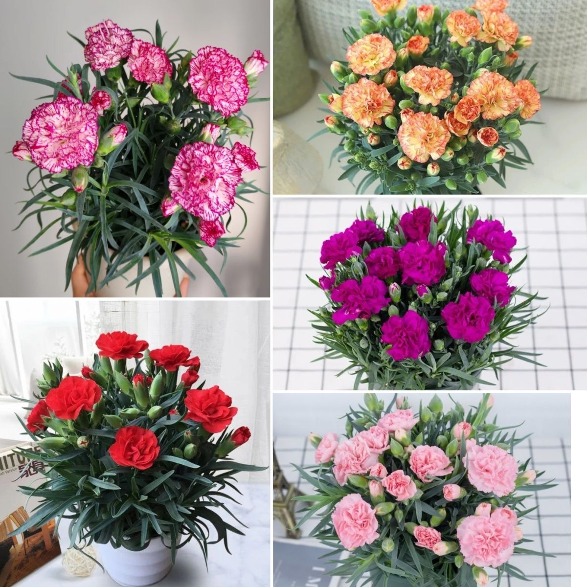 康乃馨盆栽花苗室内阳台庭院桌面花卉绿植好养四季开花带花苞发货