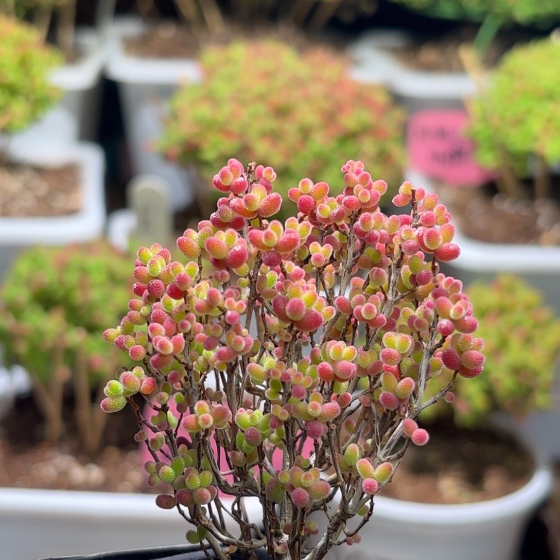 枝干番杏蜜橘A591